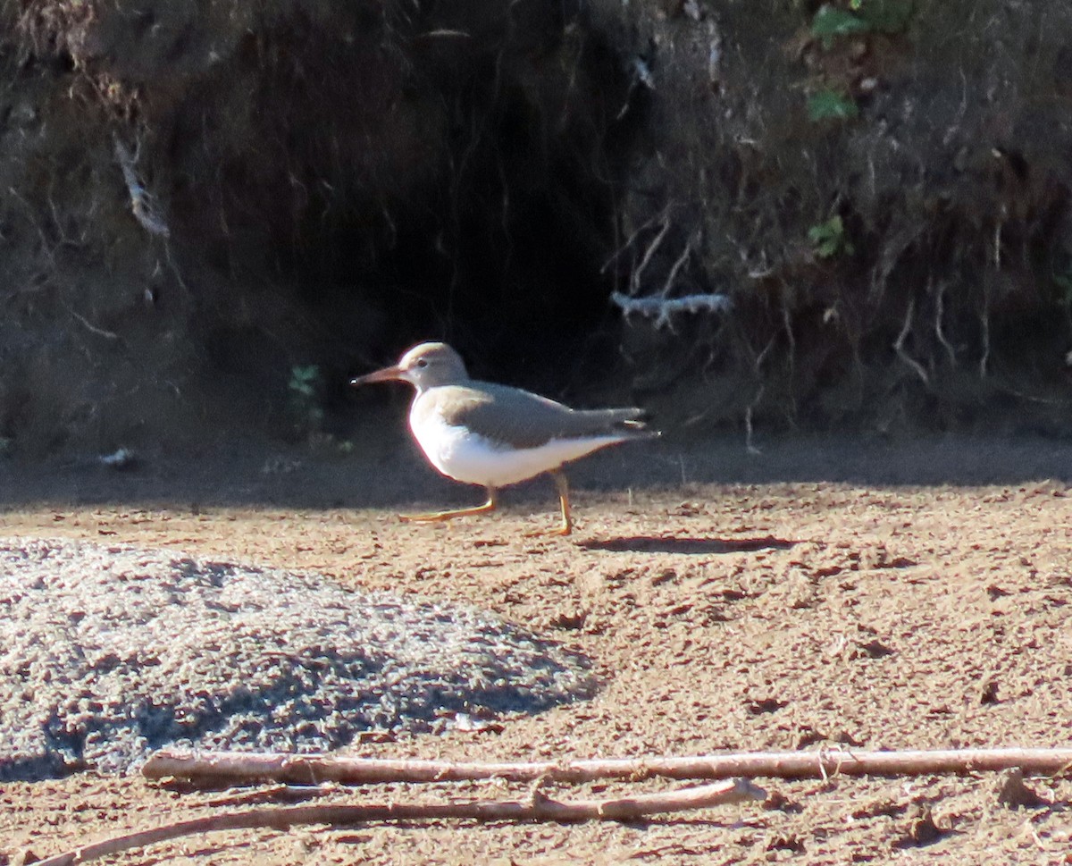 Spotted Sandpiper - ML623920443