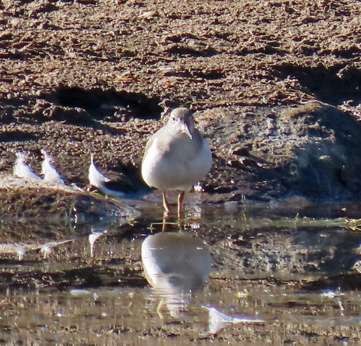 Spotted Sandpiper - ML623920445