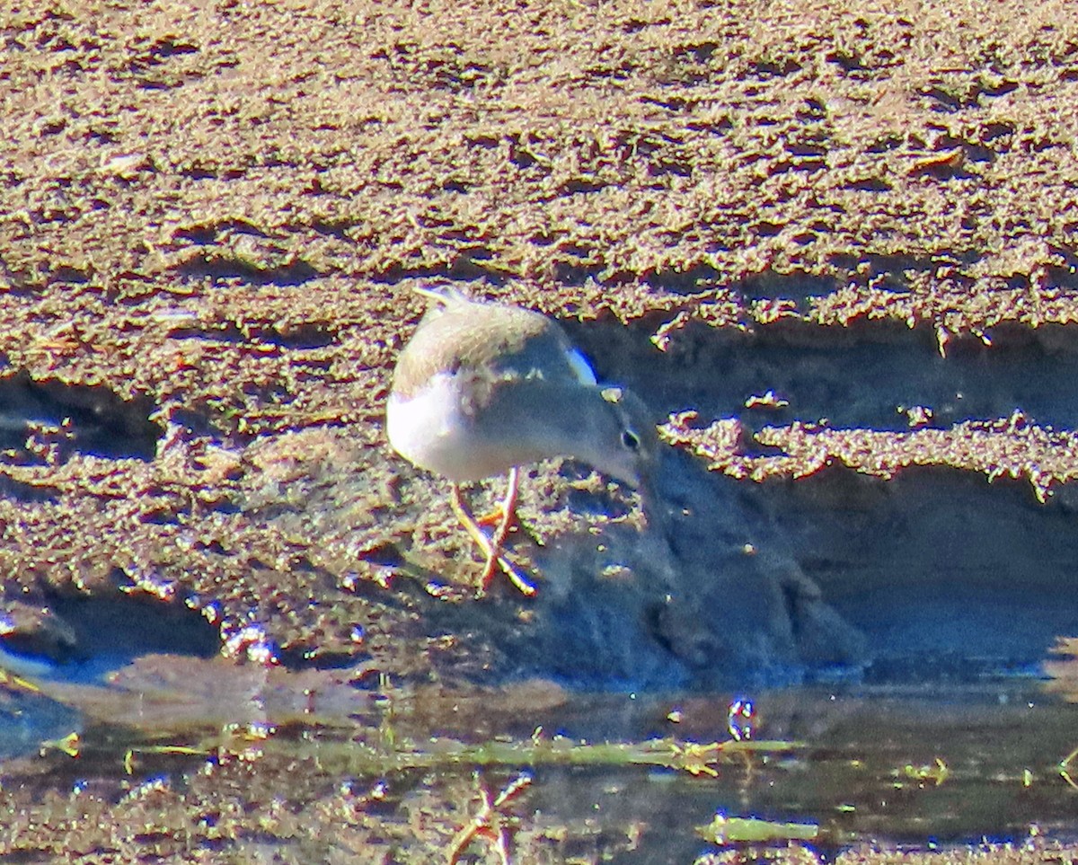 Spotted Sandpiper - ML623920446