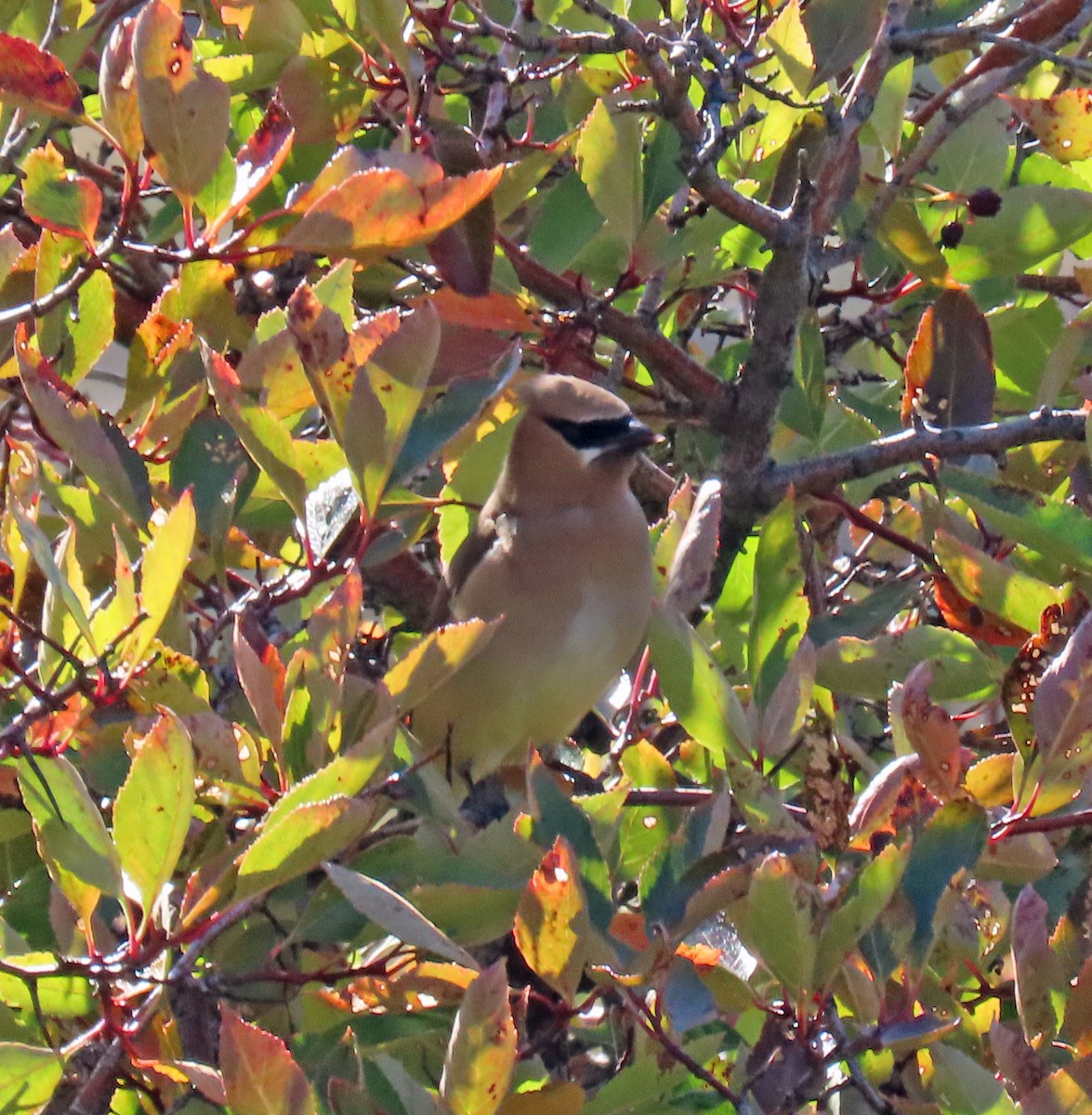 Cedar Waxwing - ML623920459