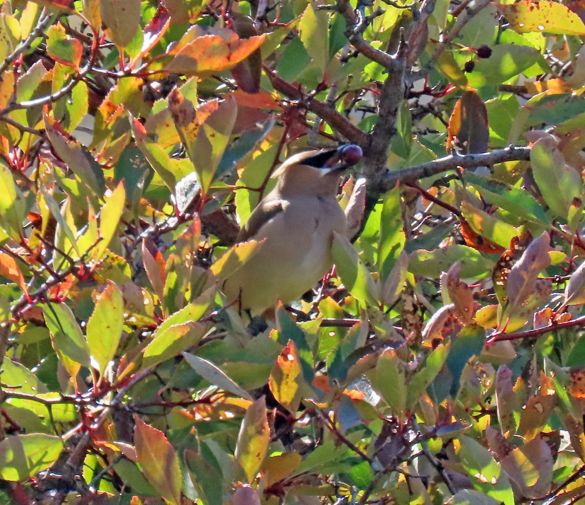 Cedar Waxwing - ML623920460