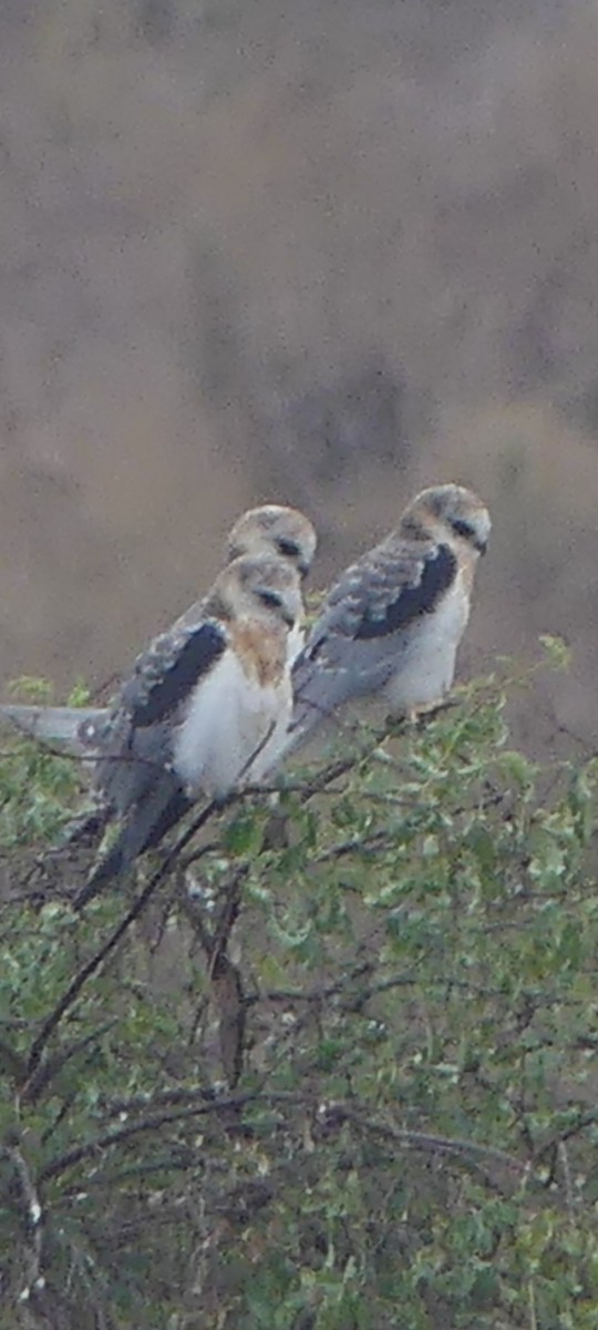 White-tailed Kite - ML623920468