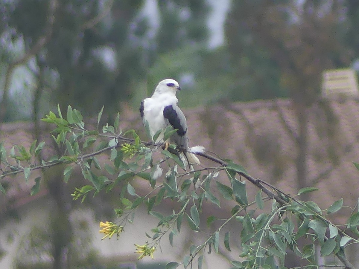 White-tailed Kite - ML623920469