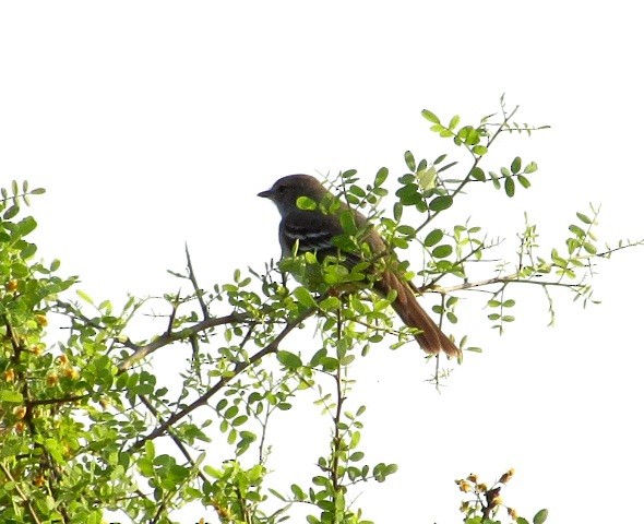 Small-billed Elaenia - ML623920470