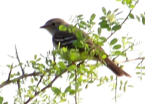 Small-billed Elaenia - ML623920472