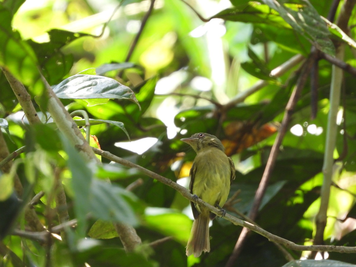 Orange-eyed Flatbill - ML623920481