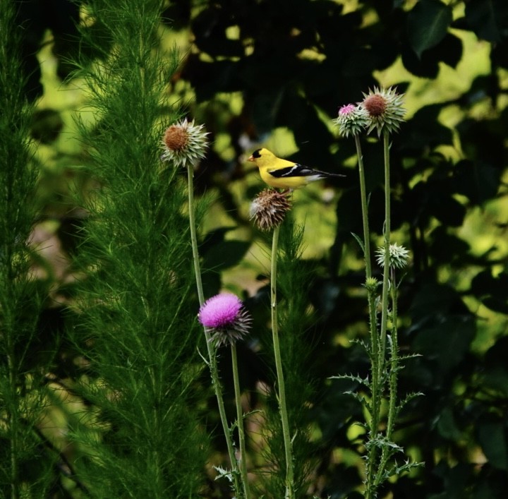 American Goldfinch - Emily Denker