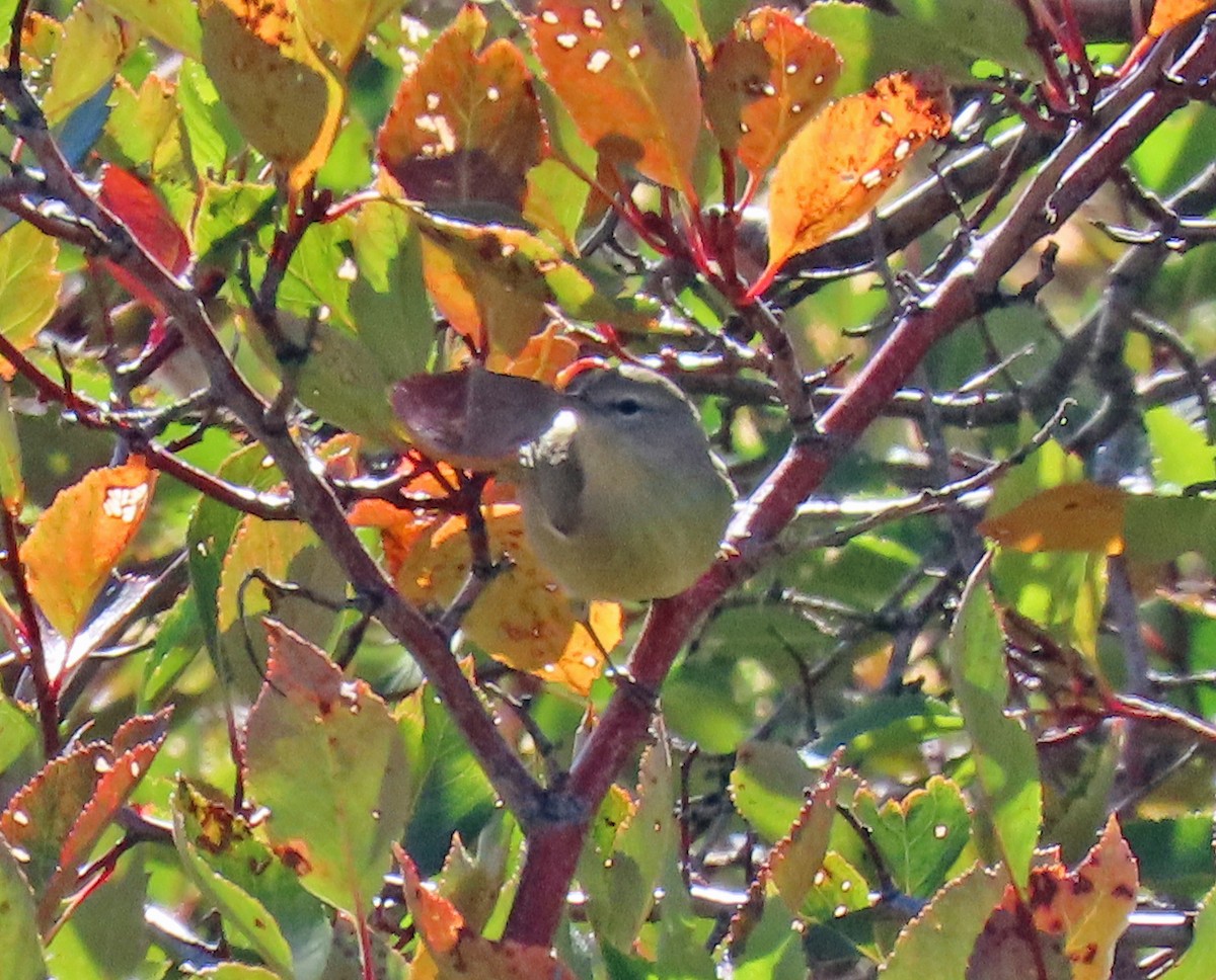 Orange-crowned Warbler - ML623920493