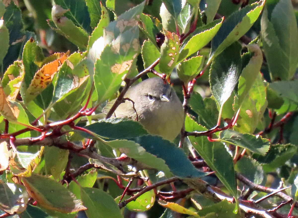 Orange-crowned Warbler - ML623920494