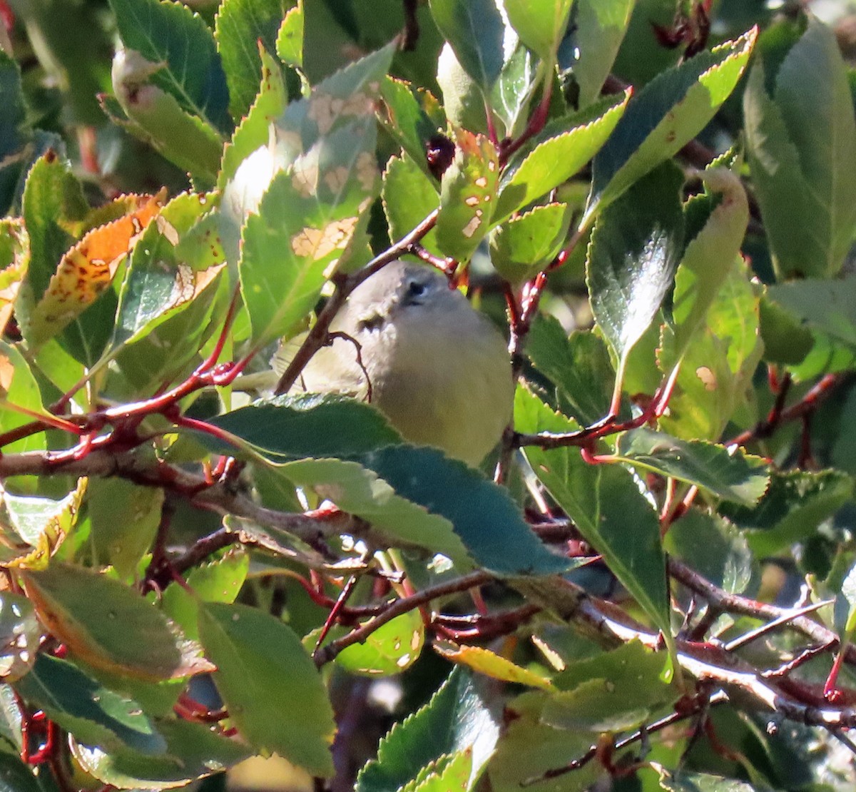 Orange-crowned Warbler - JoAnn Potter Riggle 🦤