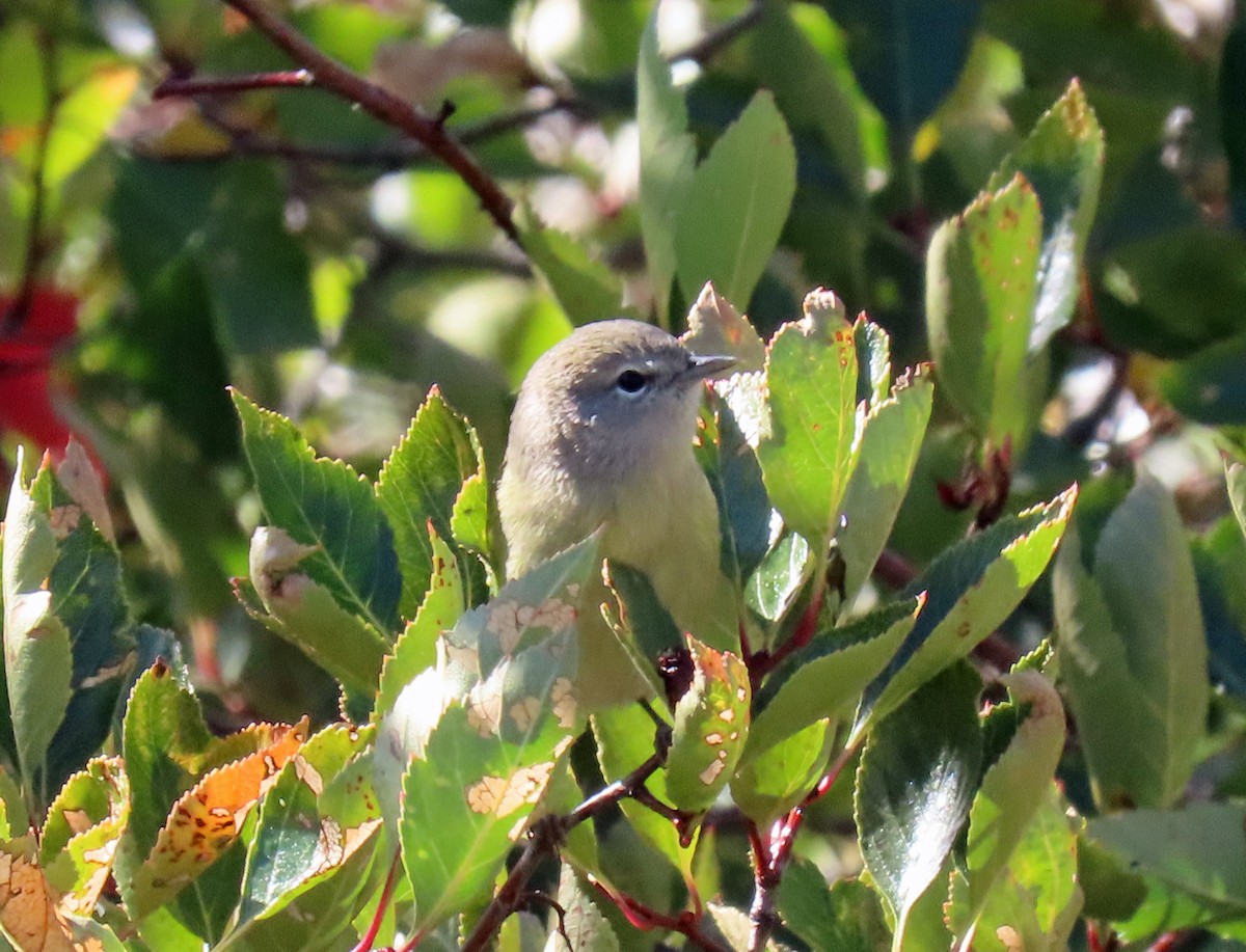 Orange-crowned Warbler - ML623920496