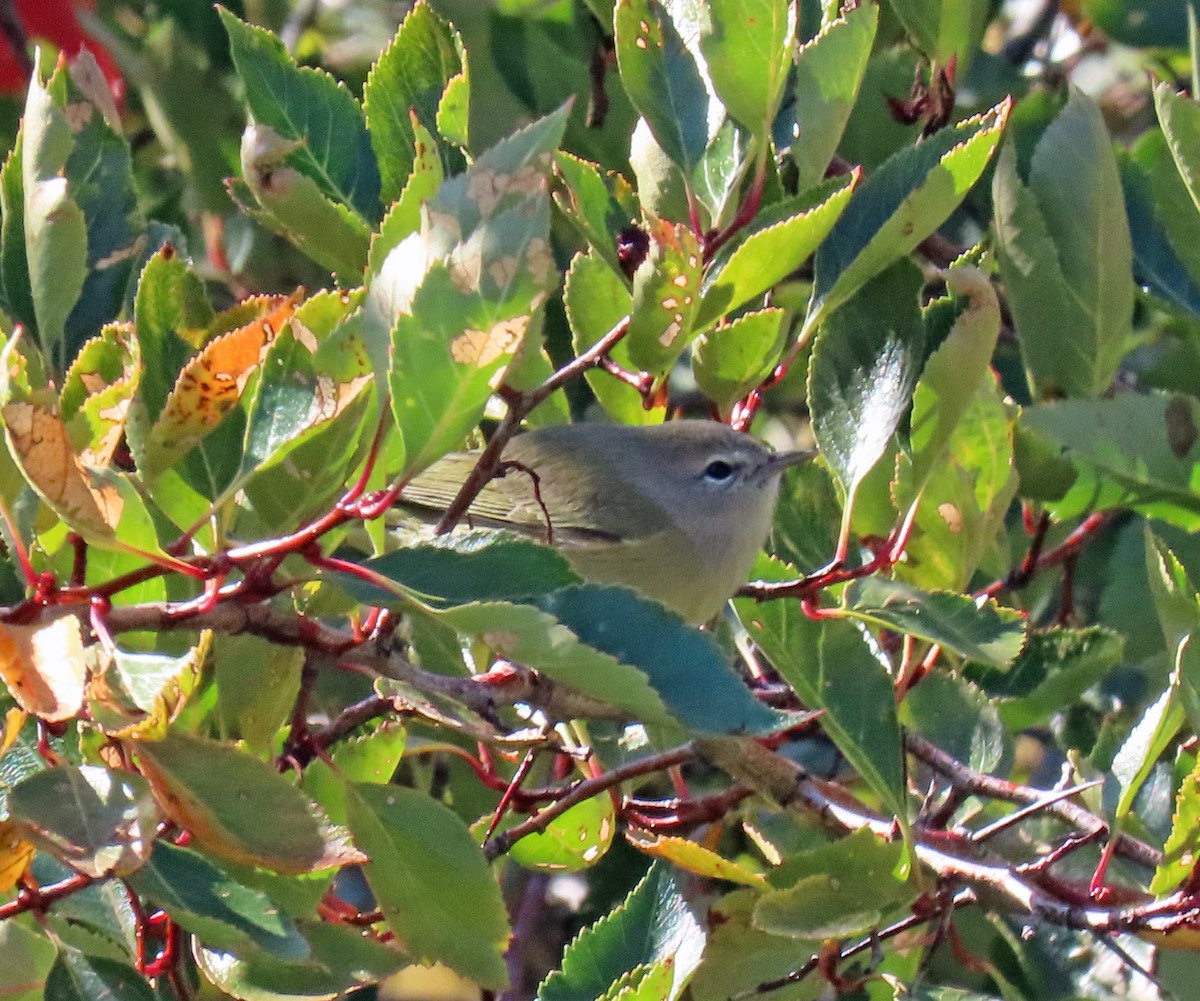 Orange-crowned Warbler - ML623920497