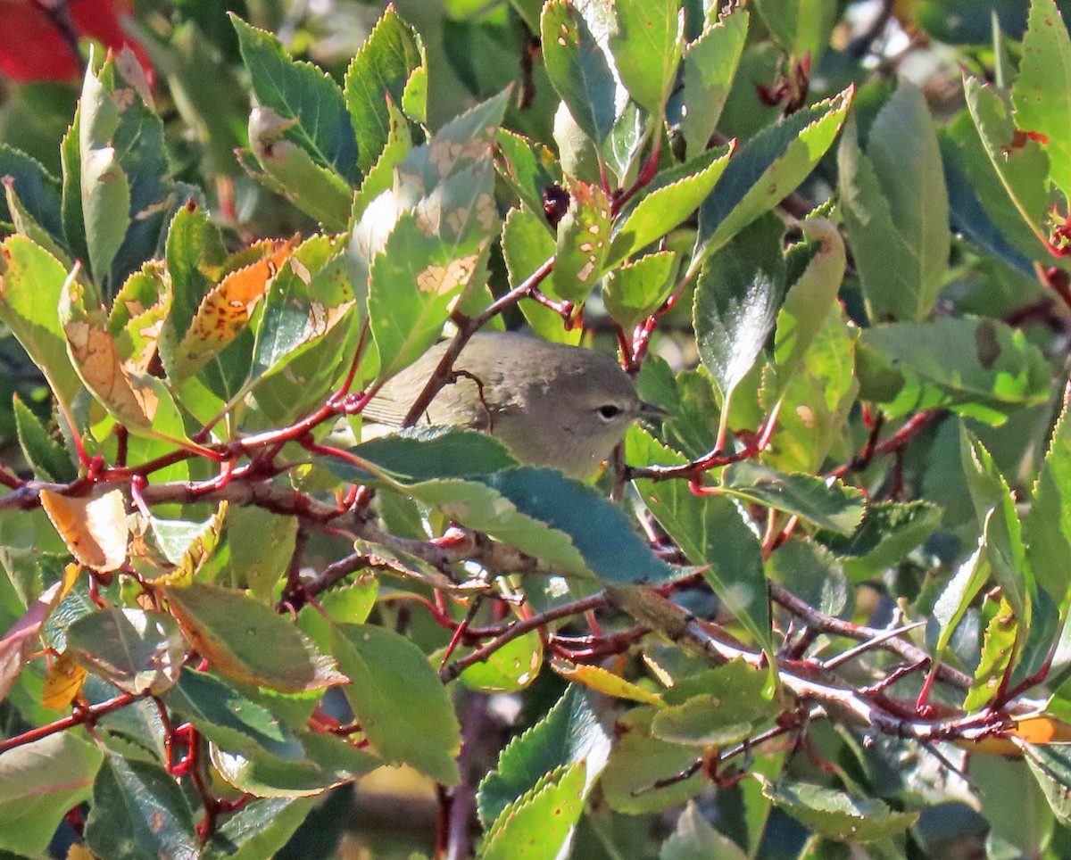 Orange-crowned Warbler - ML623920498