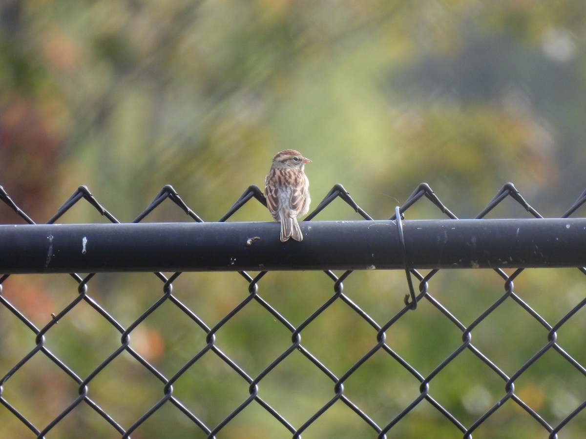 Chipping Sparrow - ML623920503