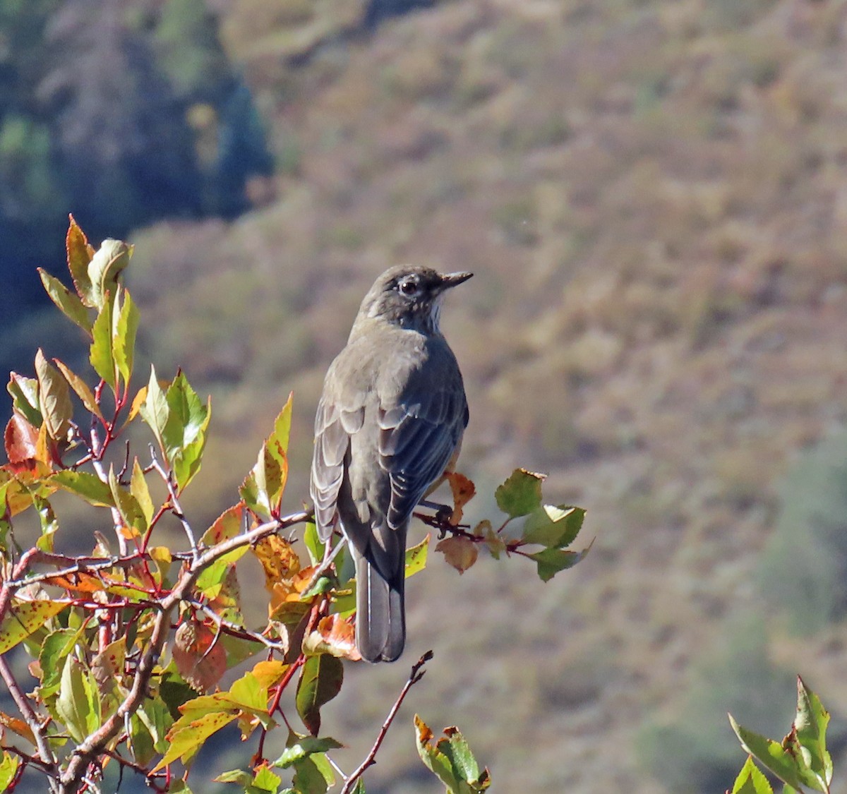 American Robin - ML623920506