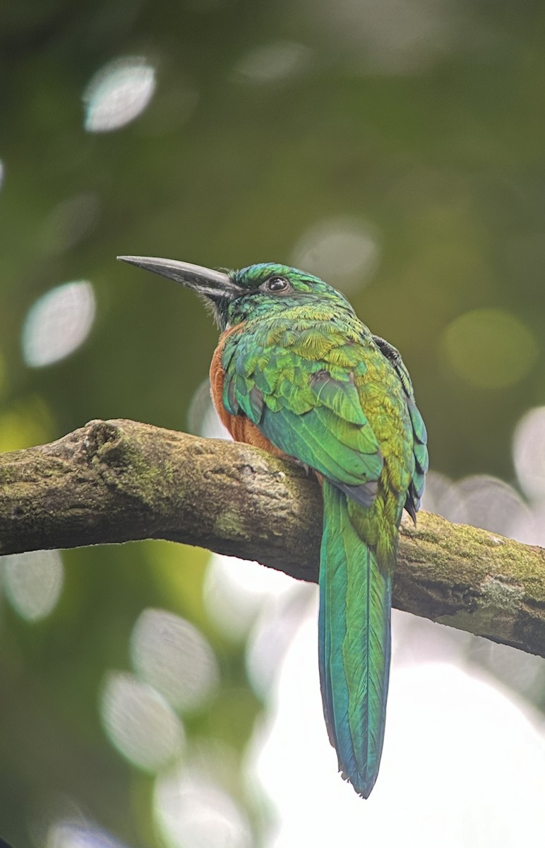 Great Jacamar - ML623920515