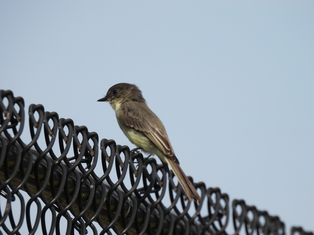 Eastern Phoebe - ML623920518