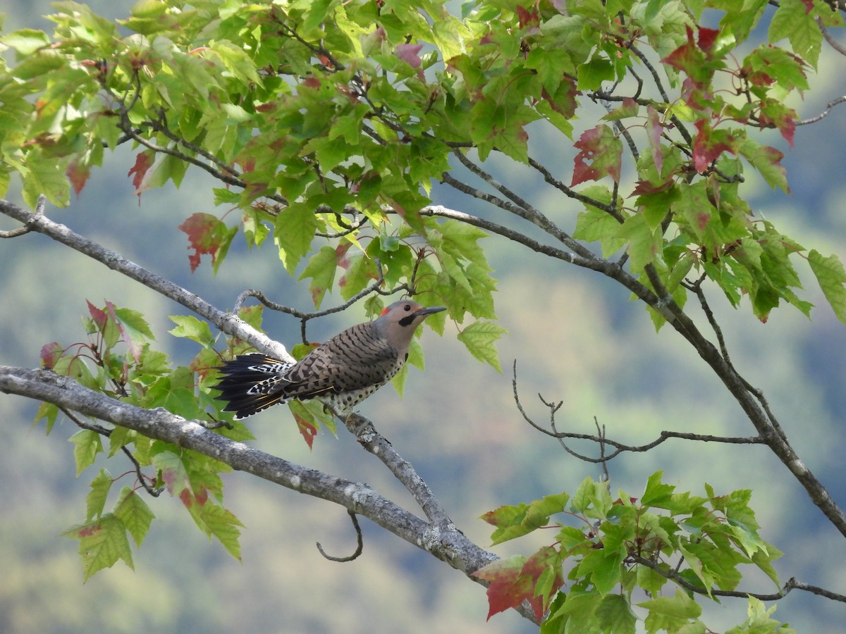 Northern Flicker - ML623920529