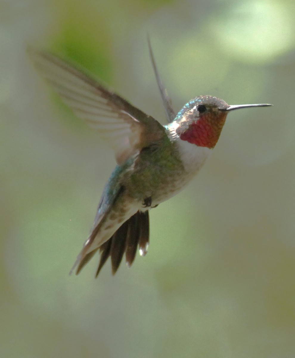 Broad-tailed Hummingbird - ML623920530