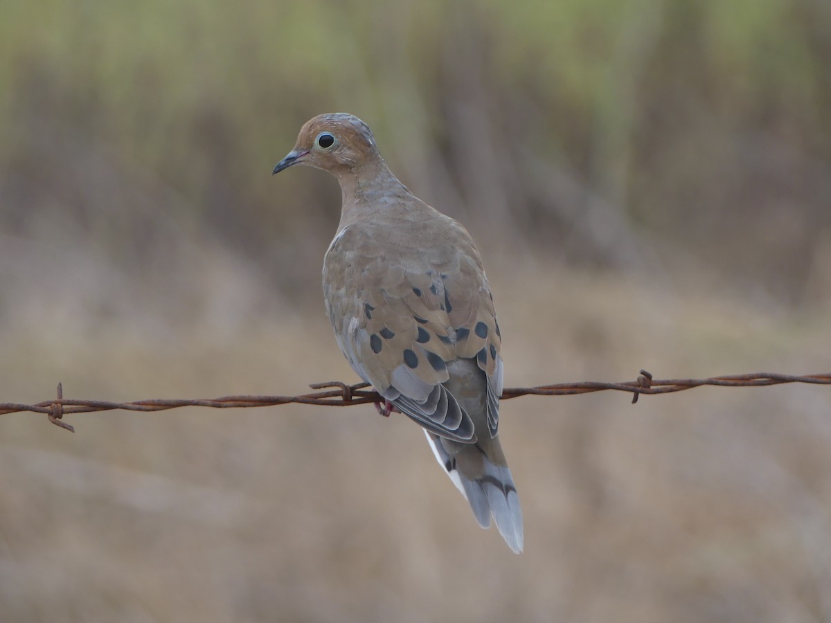 Mourning Dove - ML623920539