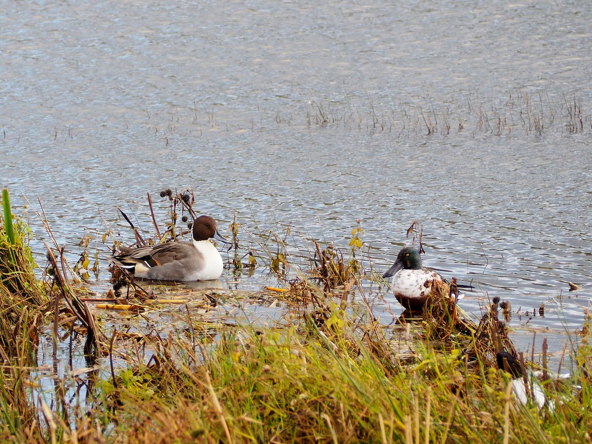 Northern Pintail - ML623920543