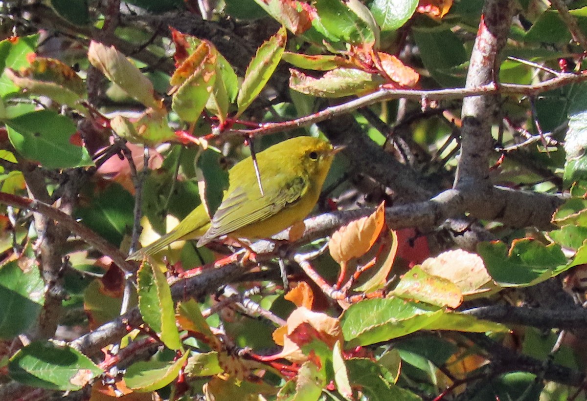 Wilson's Warbler - ML623920545