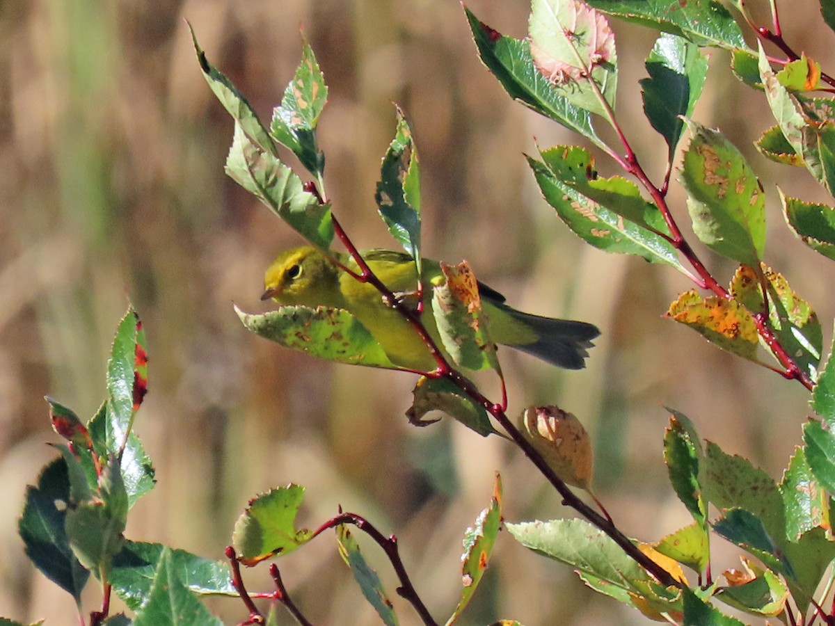 Wilson's Warbler - ML623920546