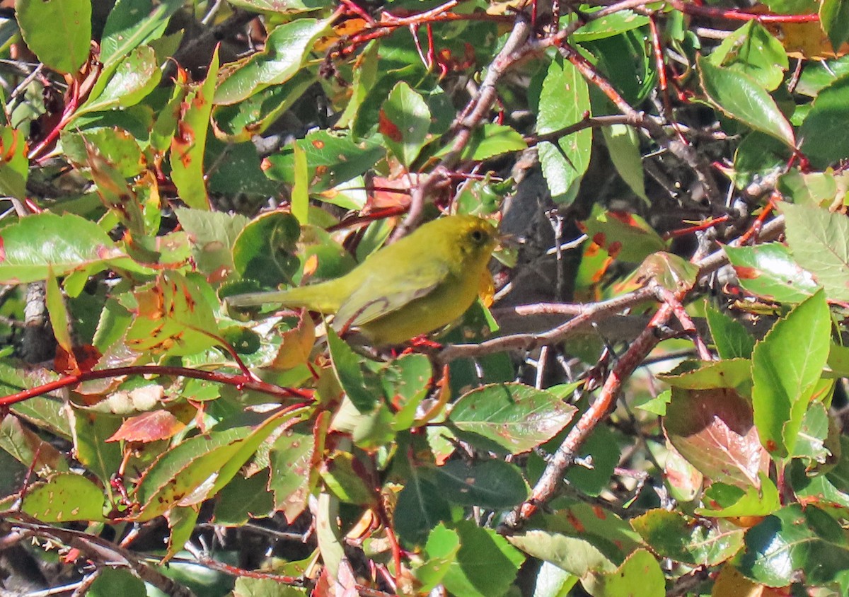 Wilson's Warbler - ML623920547