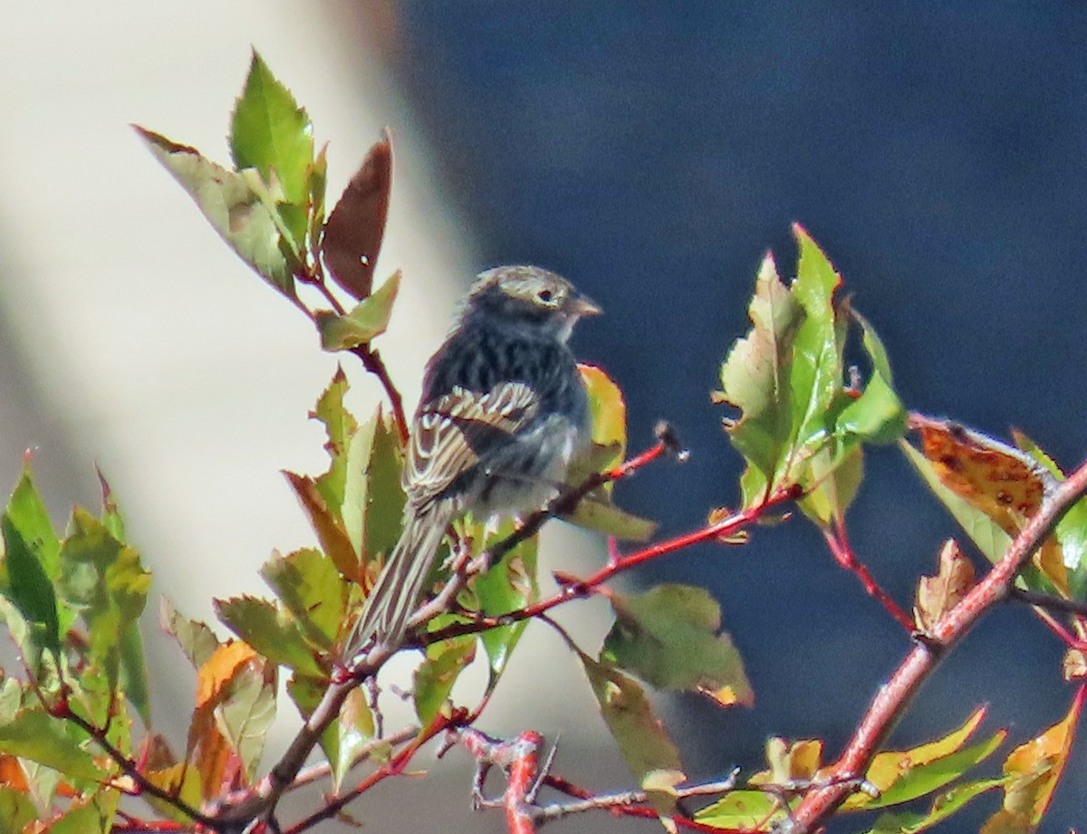 Brewer's Sparrow - ML623920577