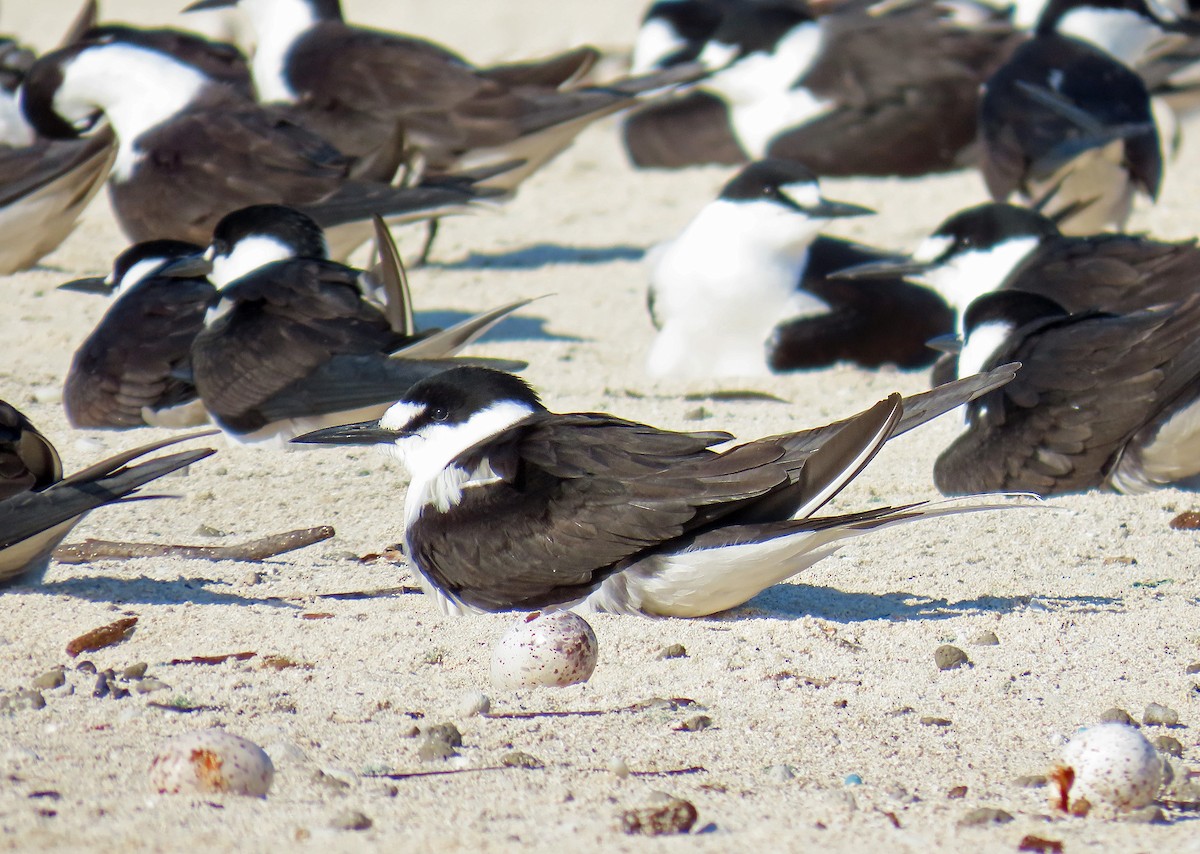 Sooty Tern - ML623920580