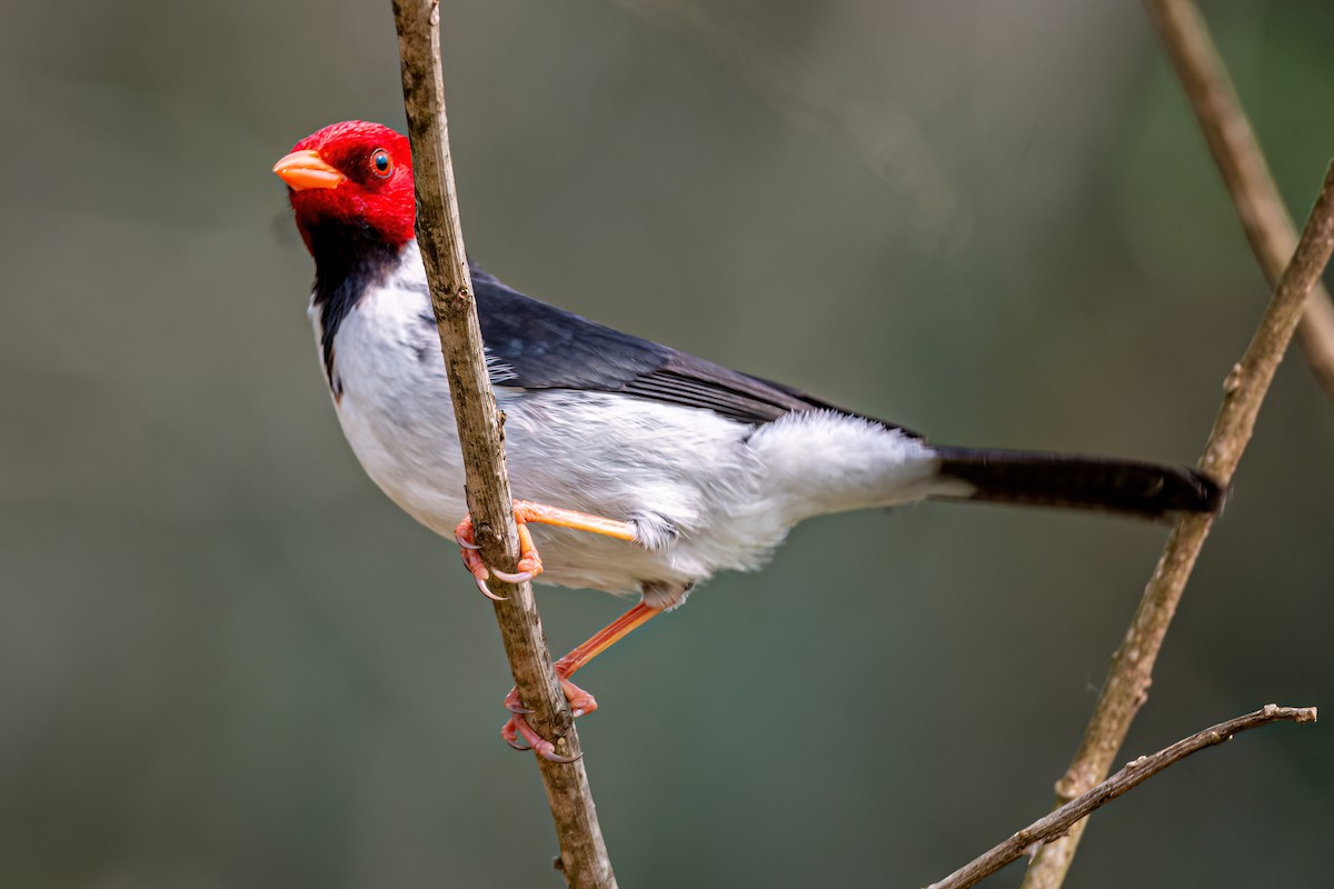 Yellow-billed Cardinal - ML623920581