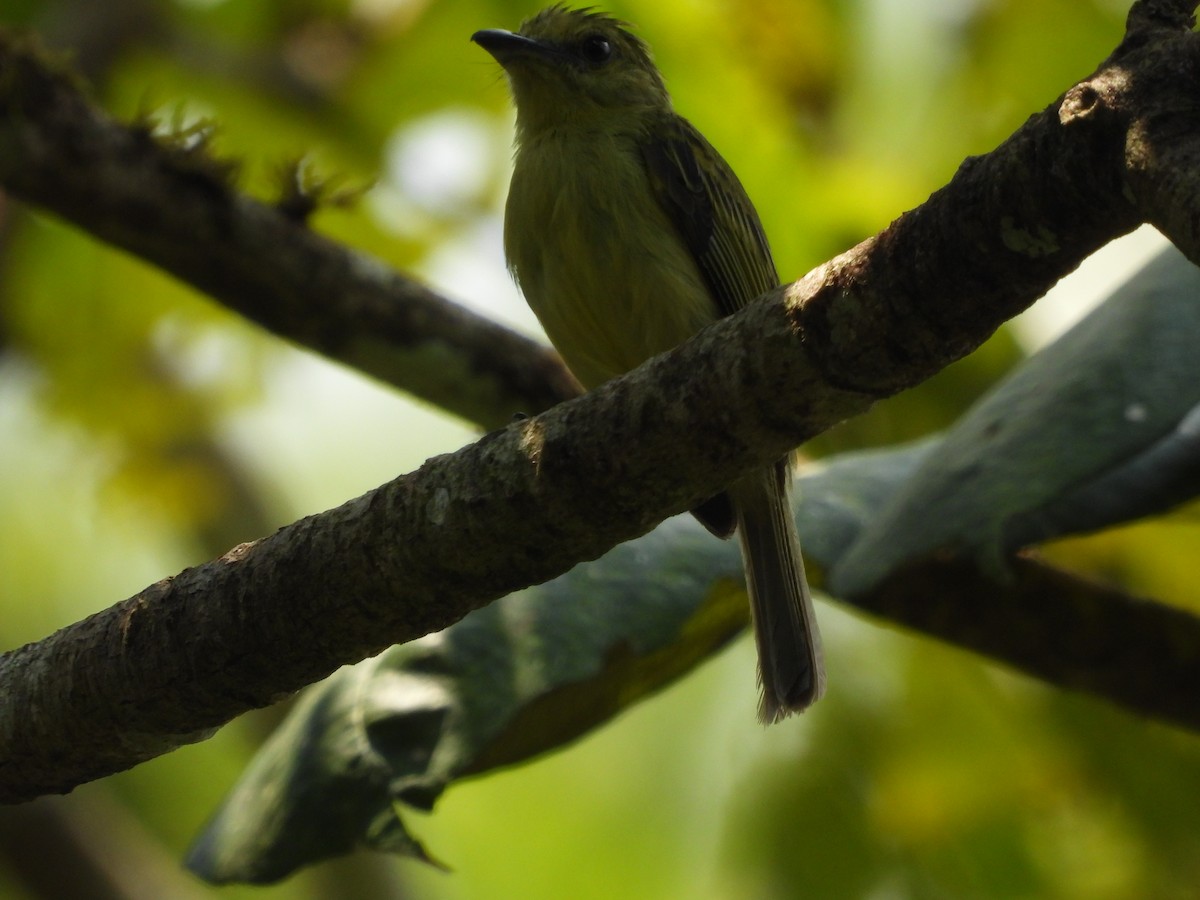 Olive-faced Flatbill - ML623920582