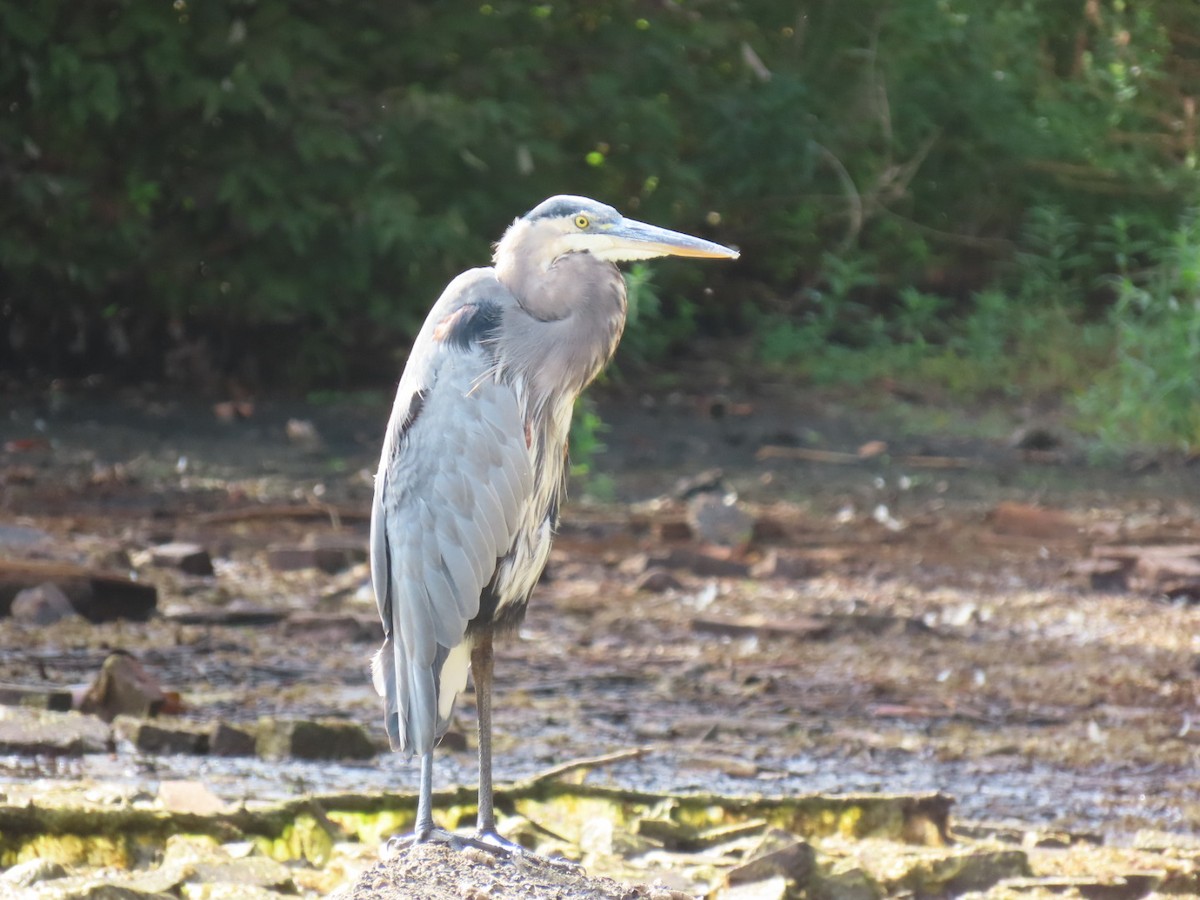 Great Blue Heron - Ericka Albright