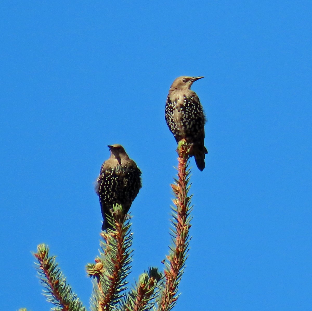 European Starling - ML623920603