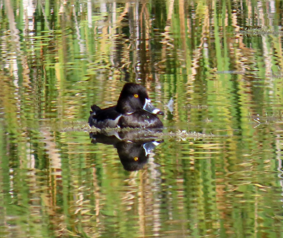 Ring-necked Duck - ML623920616