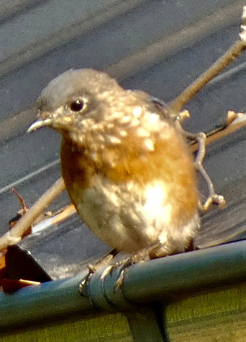 Eastern Bluebird - ML623920625