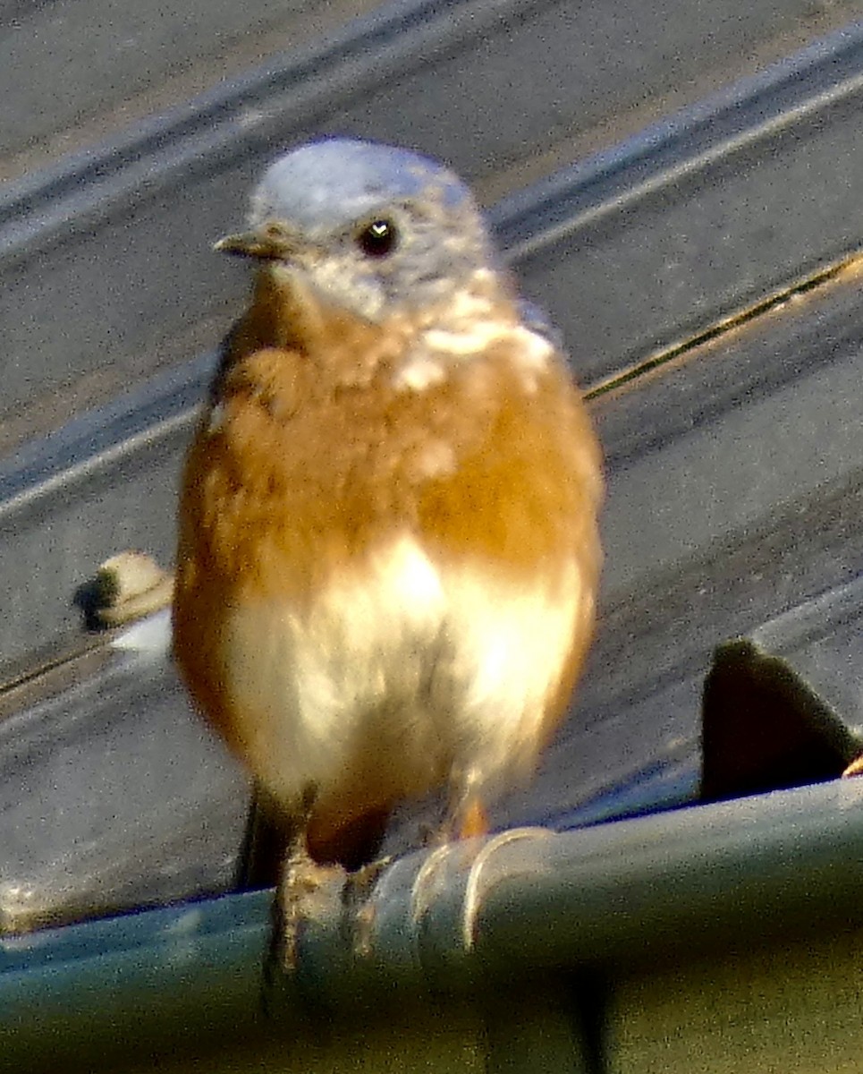 Eastern Bluebird - ML623920626