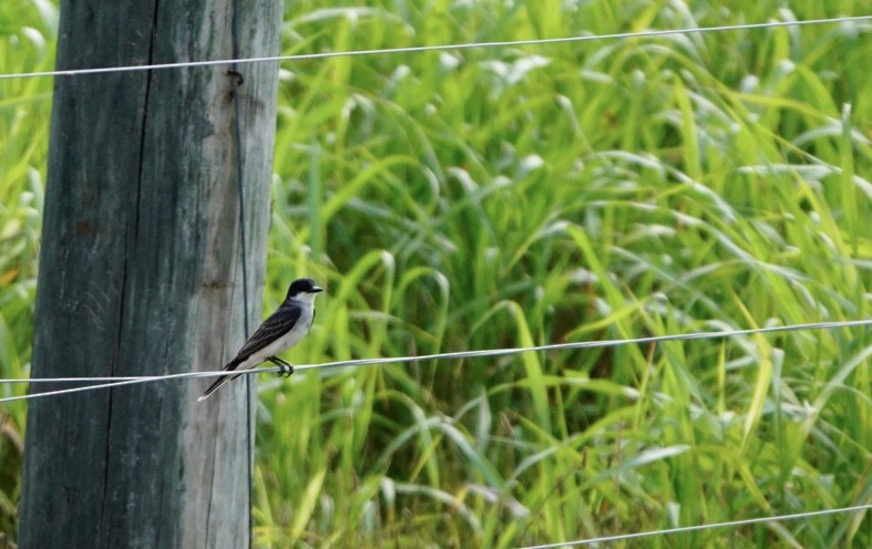 Eastern Kingbird - Emily Denker