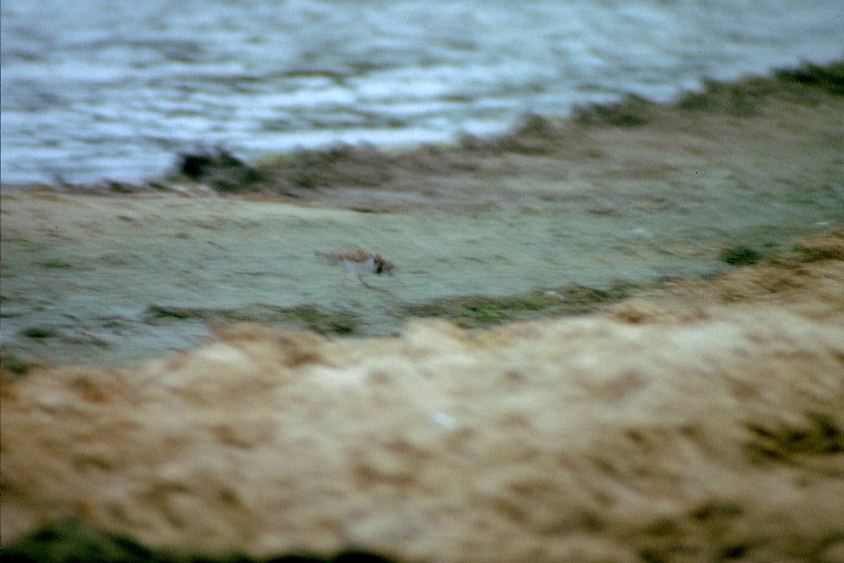 Ruddy Turnstone - ML623920708