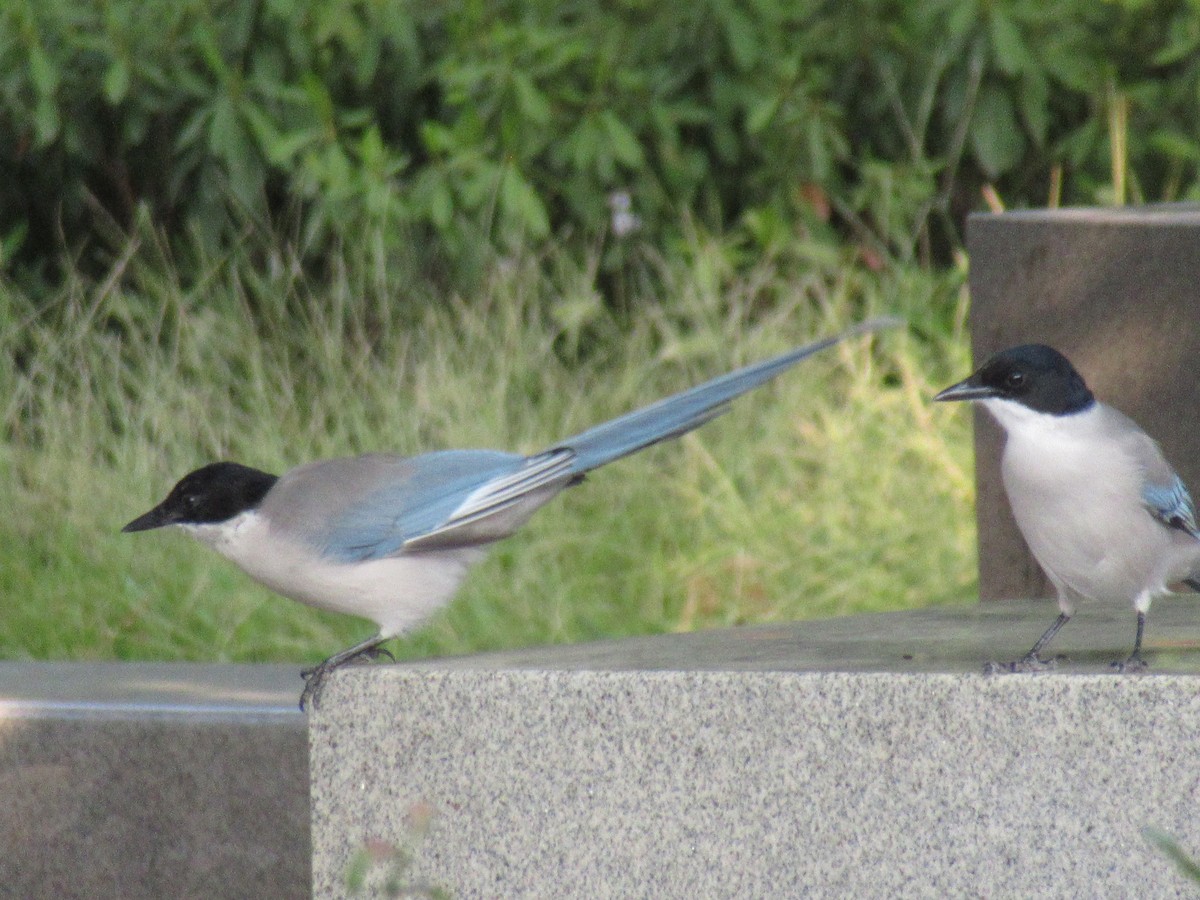 Azure-winged Magpie (Azure-winged) - Shawn Loewen