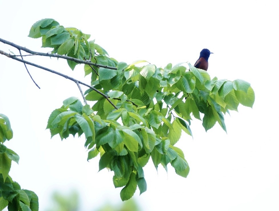 Orchard Oriole - ML623920773