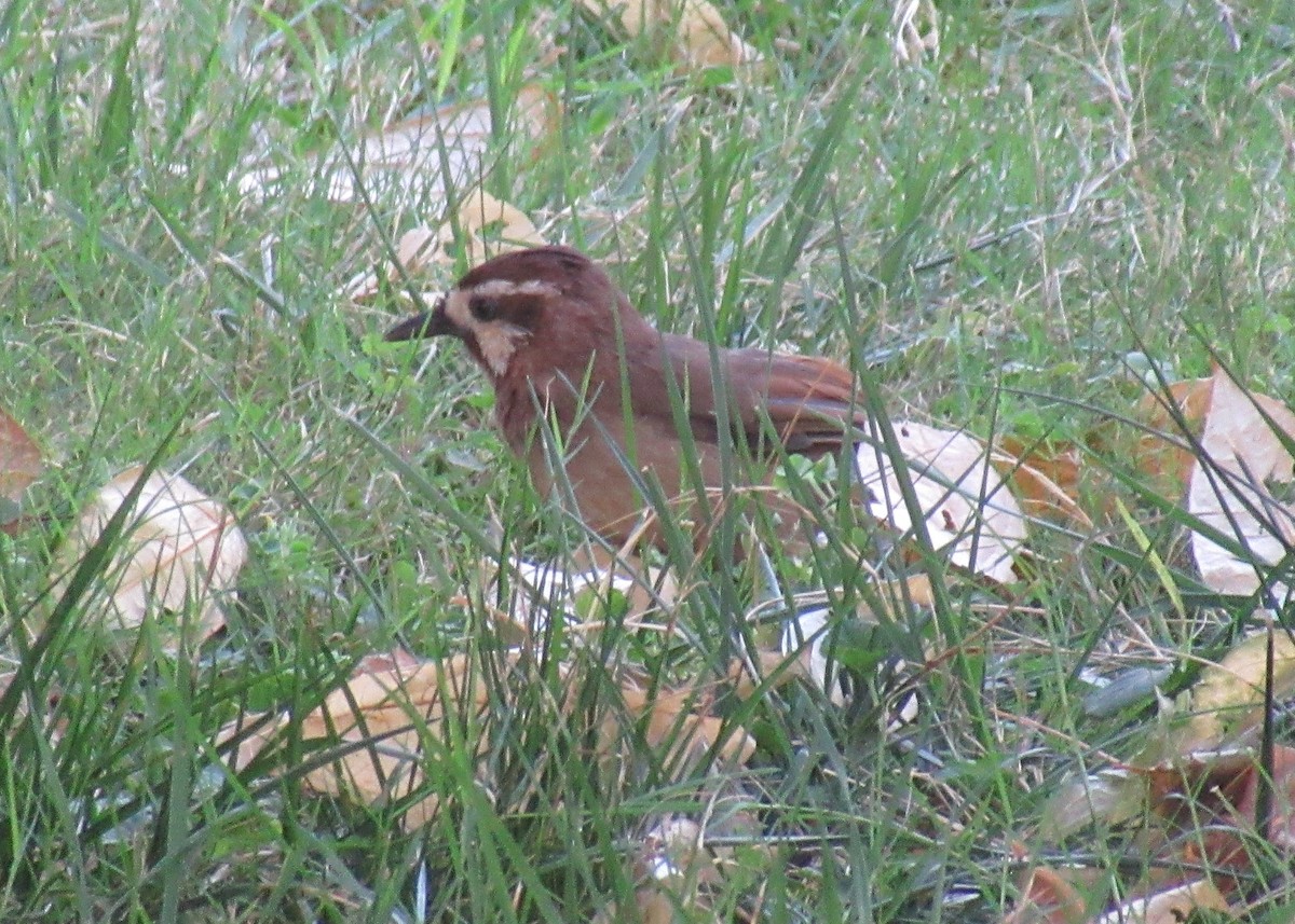 White-browed Laughingthrush - ML623920775