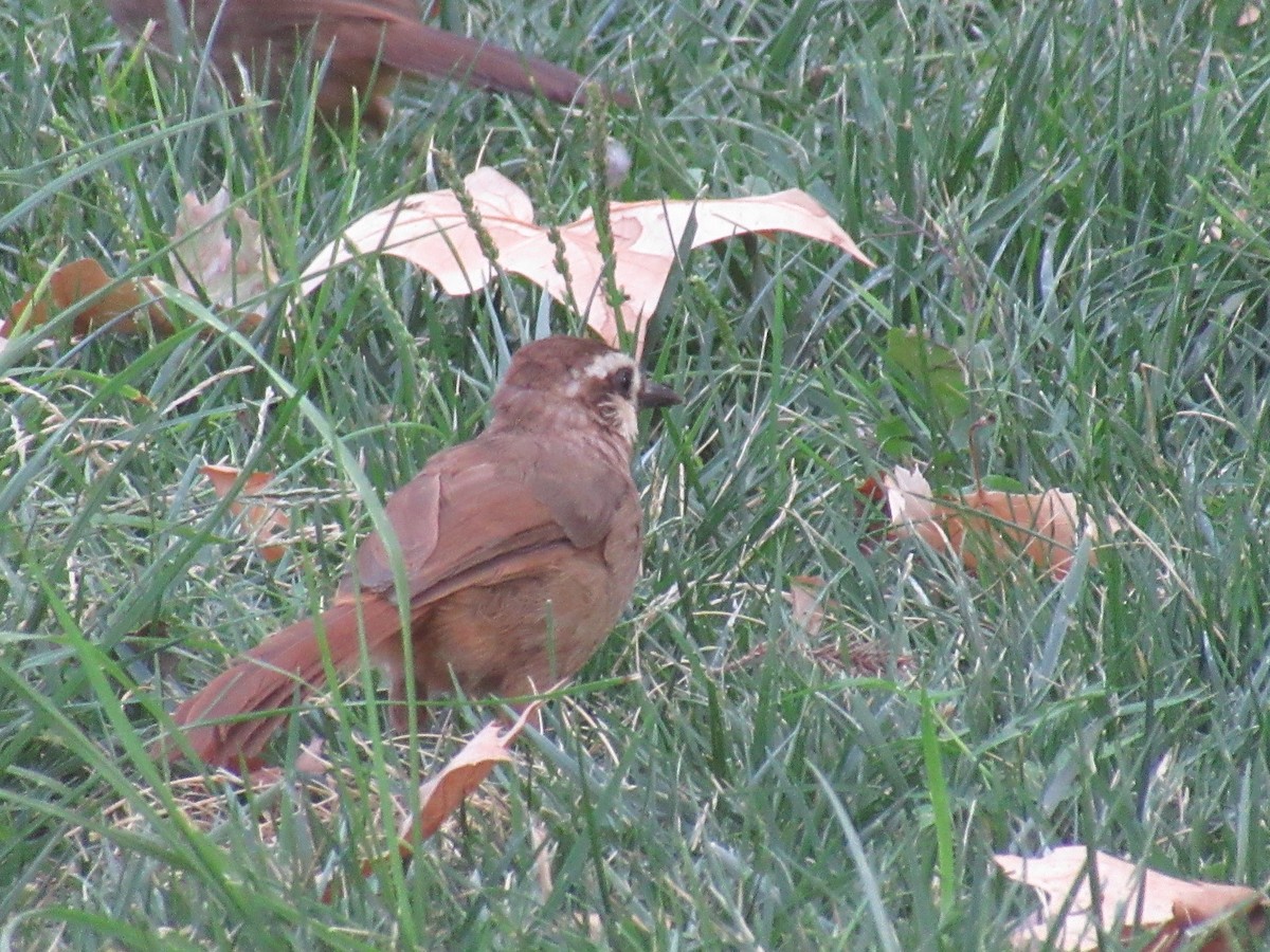 White-browed Laughingthrush - ML623920776