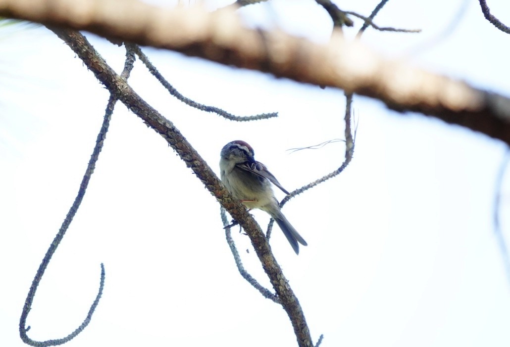 Chipping Sparrow - ML623920783