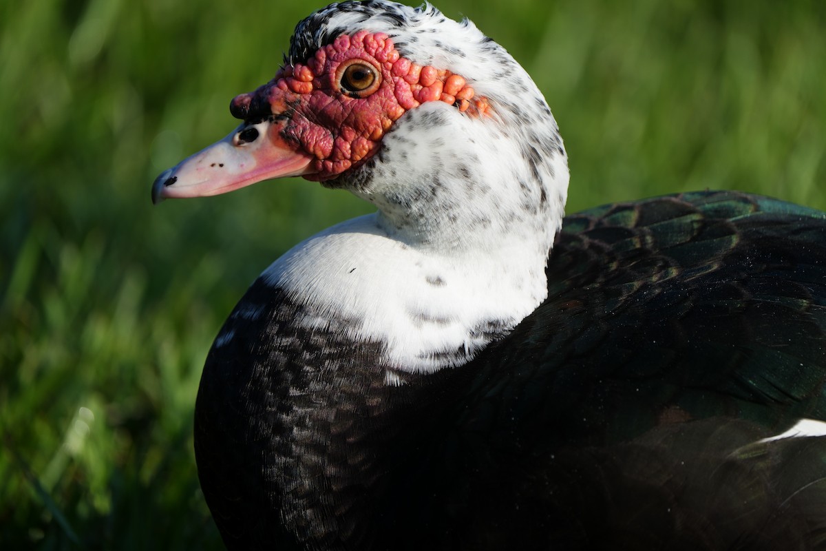 Muscovy Duck (Domestic type) - ML623920792