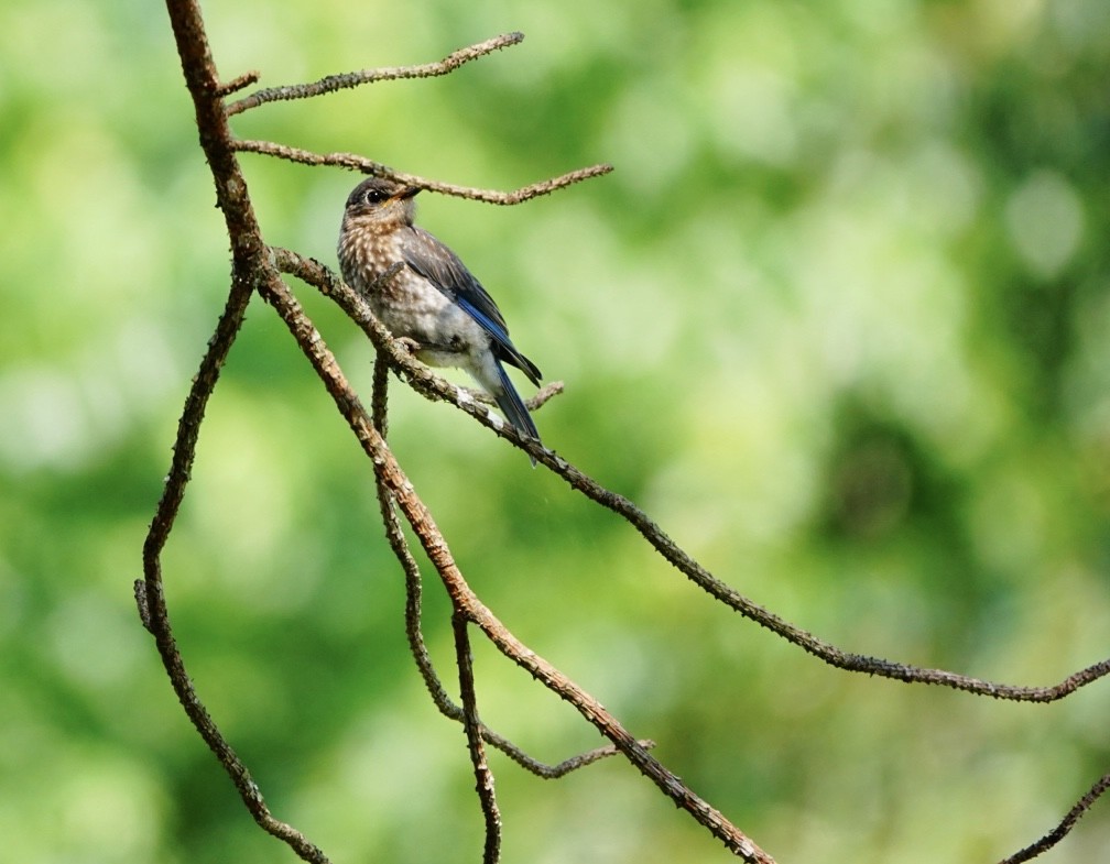 Eastern Bluebird - ML623920794