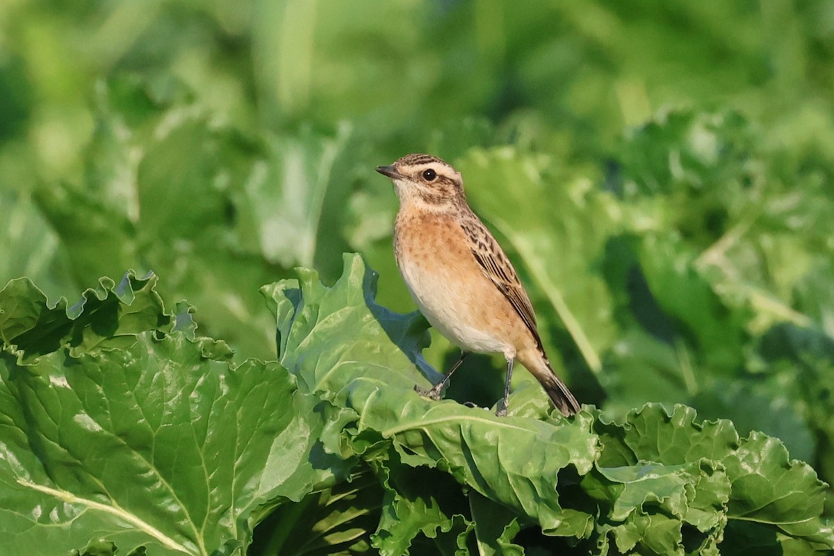 Whinchat - ML623920803