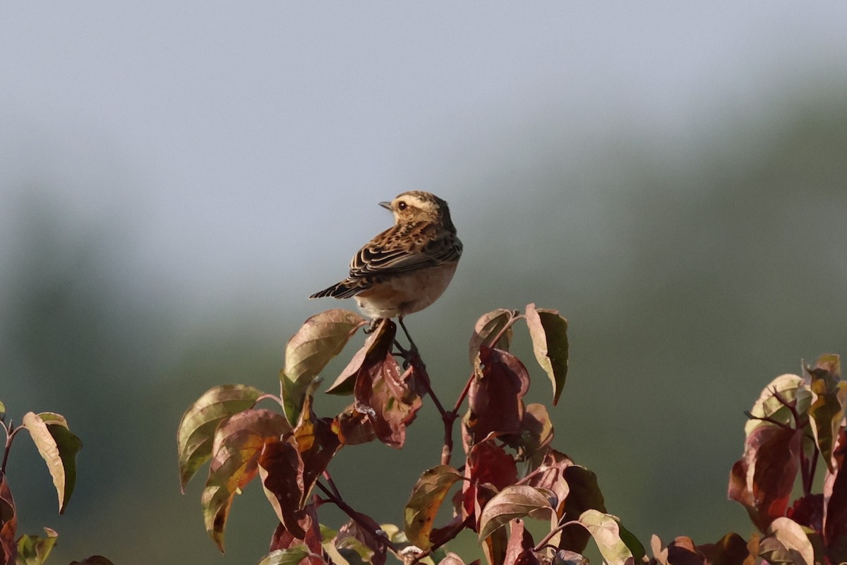 Whinchat - ML623920804