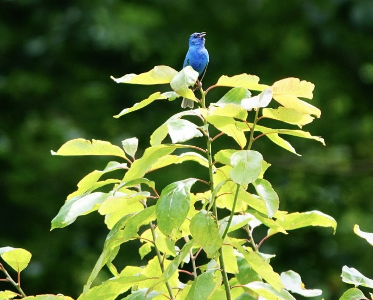 Indigo Bunting - ML623920819