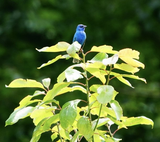 Indigo Bunting - ML623920820